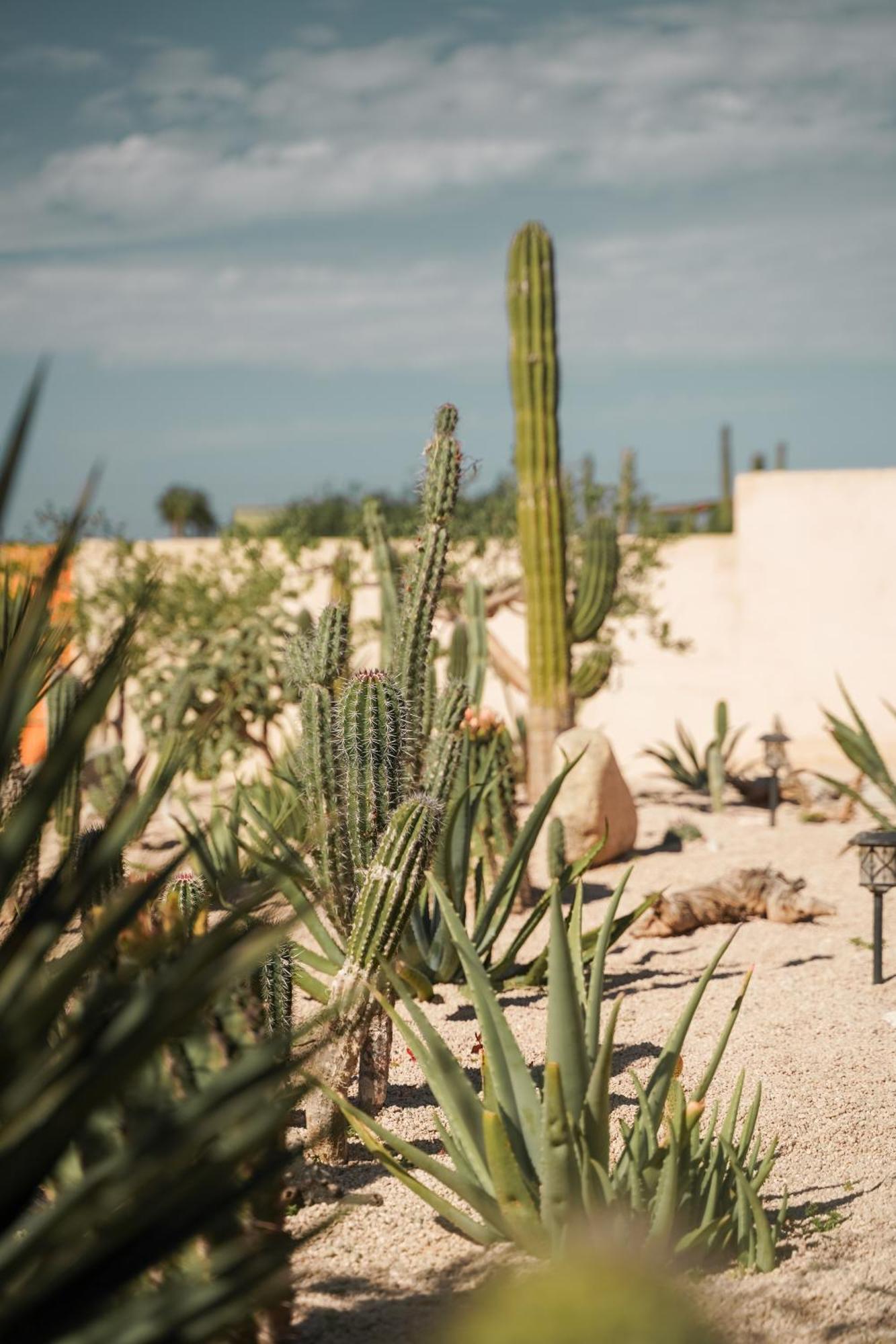 Baja Temple Hotell Todos Santos Eksteriør bilde