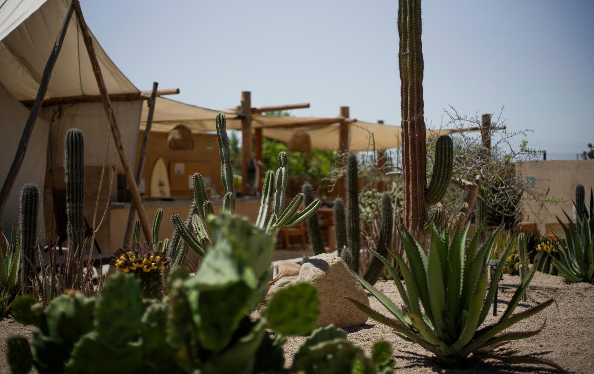 Baja Temple Hotell Todos Santos Eksteriør bilde
