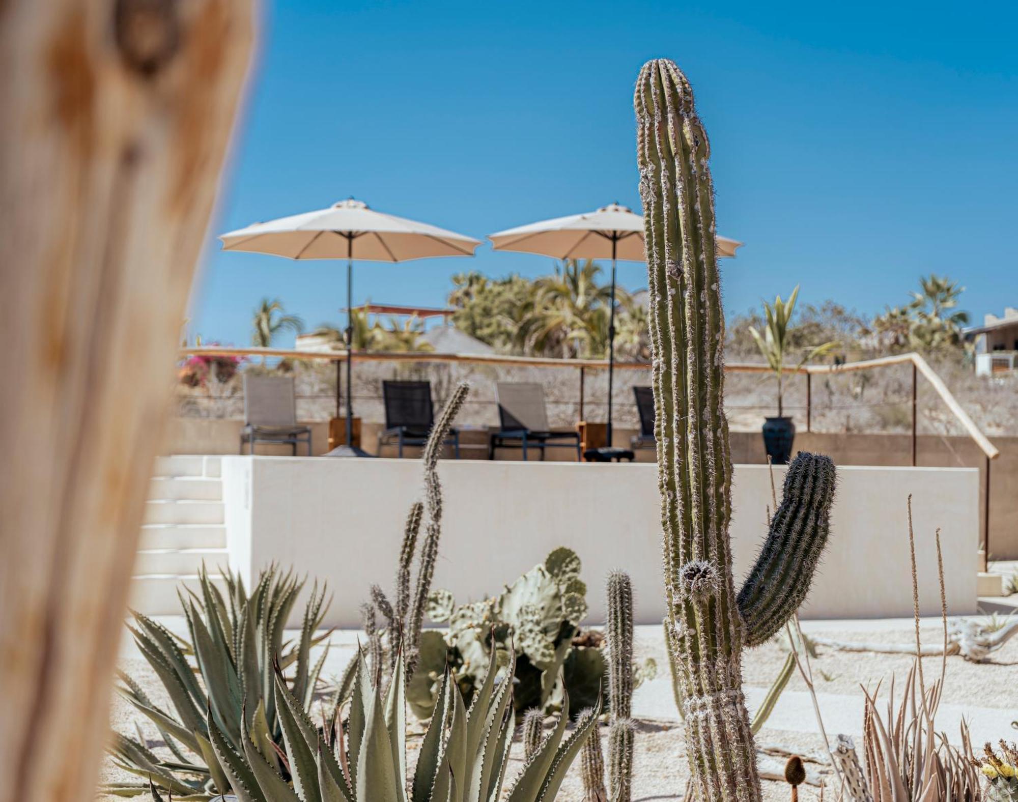 Baja Temple Hotell Todos Santos Eksteriør bilde
